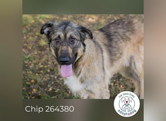 Chip 264380 sucht ein Zuhause