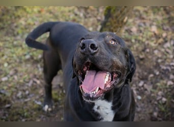 Piper: verdient eine zweite Chance