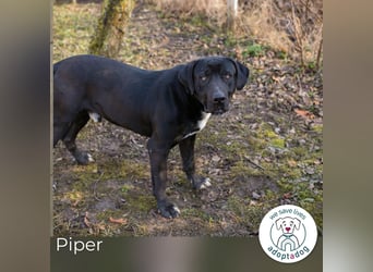 Piper: verdient eine zweite Chance