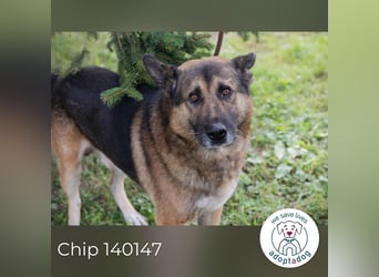 Chip 140147 sucht ein zu Hause