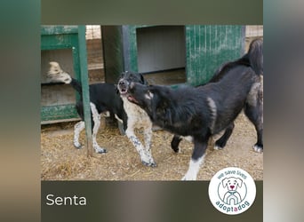 Senta: Neugierig und voller Lebensfreude
