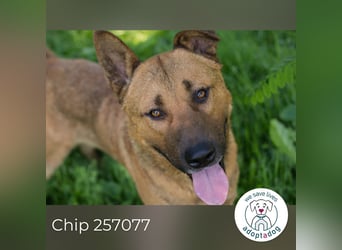Chip 257077 sucht ein Zuhause