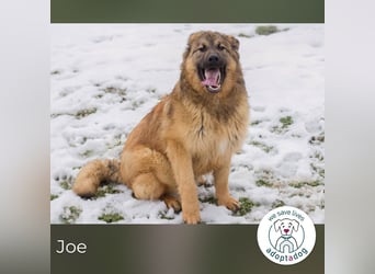 Joe: Fröhlicher, verspielter Riese
