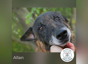 Allan sucht ein Zuhause
