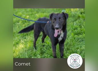 Comet sucht ein Zuhause