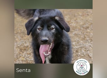 Senta: Neugierig und voller Lebensfreude