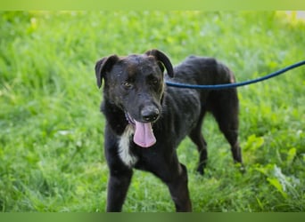 Comet sucht ein Zuhause