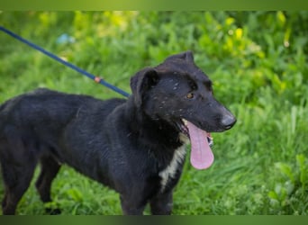 Comet sucht ein Zuhause