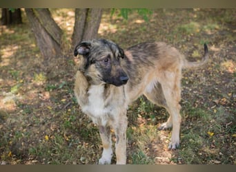 Chip 264380 sucht ein Zuhause