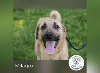 Milagro sucht ein Zuhause