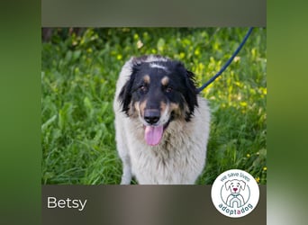 Betsy sucht ein Zuhause