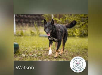 Watson 189738-169640 sucht ein zu Hause