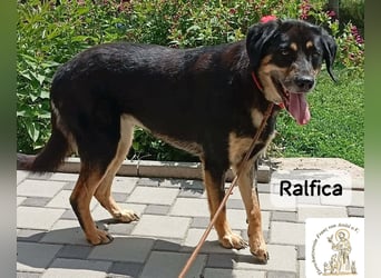 Ralfica – Manchmal braucht ein Herz nur den richtigen Menschen!