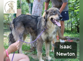 Isaac Newton – Abenteurer auf vier Pfoten!