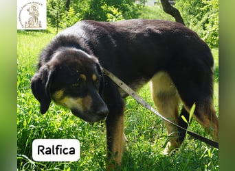 Ralfica – Manchmal braucht ein Herz nur den richtigen Menschen!