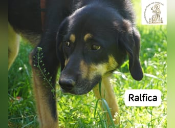 Ralfica – Manchmal braucht ein Herz nur den richtigen Menschen!