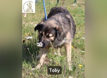 Toby – hat Pläne … große!