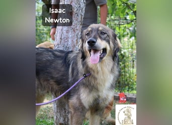 Isaac Newton – Abenteurer auf vier Pfoten!