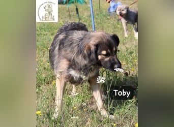 Toby – hat Pläne … große!
