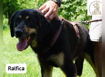Ralfica – Manchmal braucht ein Herz nur den richtigen Menschen!