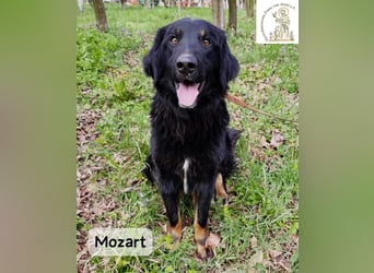 Mozart – mehr Ausstrahlung geht kaum!