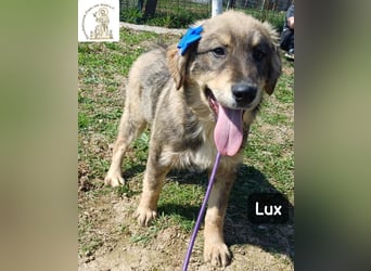 Lux – der kleine Abenteurer auf vier Pfoten!