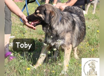 Toby – hat Pläne … große!