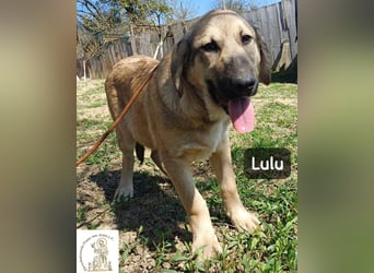 Lulu – kleiner Entdecker auf der Suche nach seinem Team!