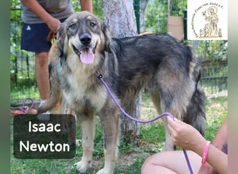 Isaac Newton – Abenteurer auf vier Pfoten!