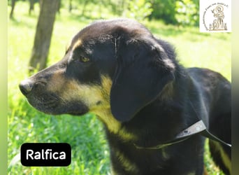 Ralfica – Manchmal braucht ein Herz nur den richtigen Menschen!