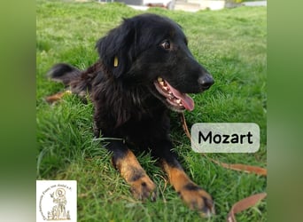 Mozart – mehr Ausstrahlung geht kaum!