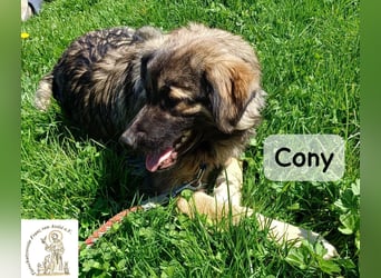 Cony – klug, klar, charakterstark!