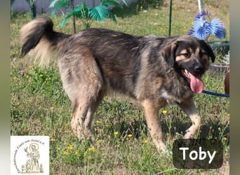 Toby – hat Pläne … große!