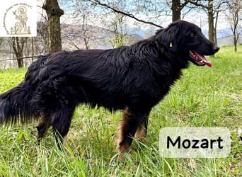 Mozart – mehr Ausstrahlung geht kaum!