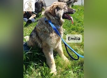 Emilia – mit Klarheit, Herz und Verantwortung durchs Leben!