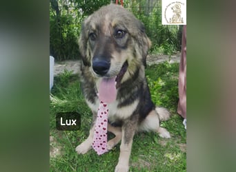 Lux – der kleine Abenteurer auf vier Pfoten!