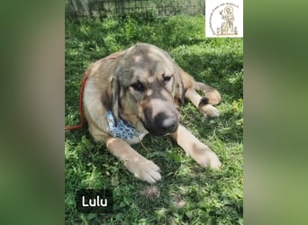 Lulu – kleiner Entdecker auf der Suche nach seinem Team!