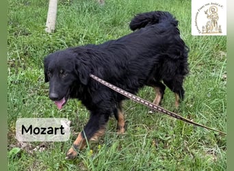 Mozart – mehr Ausstrahlung geht kaum!