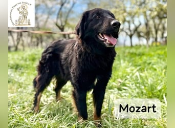 Mozart – mehr Ausstrahlung geht kaum!