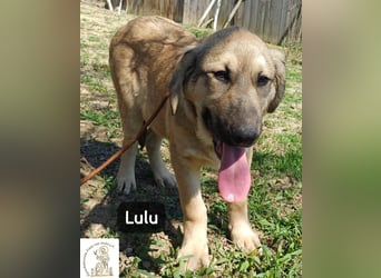 Lulu – kleiner Entdecker auf der Suche nach seinem Team!