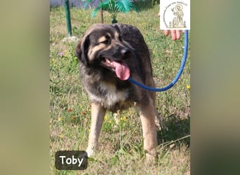 Toby – hat Pläne … große!
