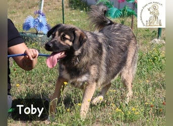 Toby – hat Pläne … große!