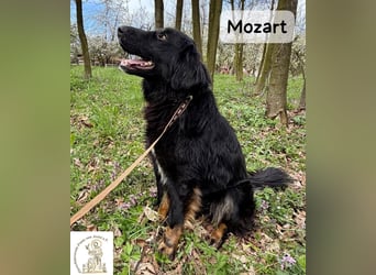 Mozart – mehr Ausstrahlung geht kaum!