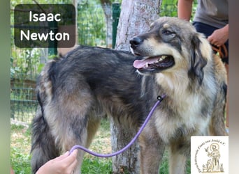 Isaac Newton – Abenteurer auf vier Pfoten!