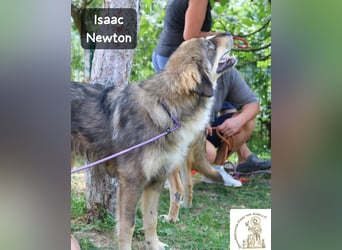 Isaac Newton – Abenteurer auf vier Pfoten!