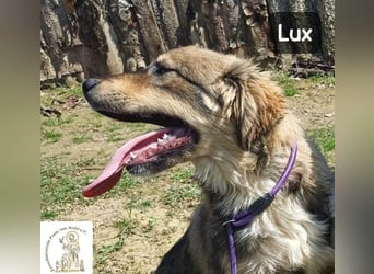 Lux – der kleine Abenteurer auf vier Pfoten!