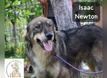 Isaac Newton – Abenteurer auf vier Pfoten!