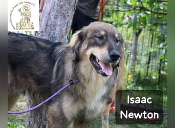 Isaac Newton – Abenteurer auf vier Pfoten!