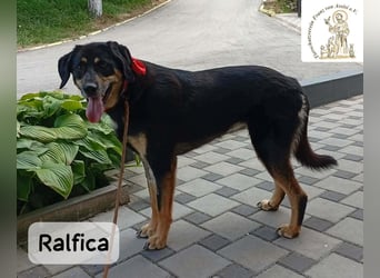 Ralfica – Manchmal braucht ein Herz nur den richtigen Menschen!