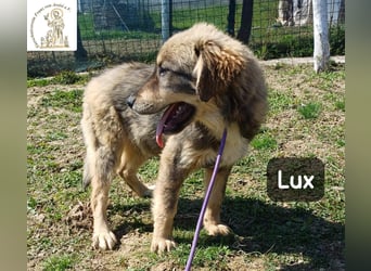 Lux – der kleine Abenteurer auf vier Pfoten!